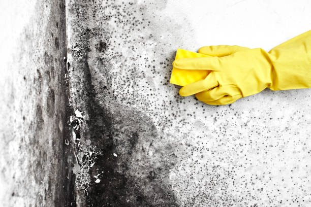 Best Air Quality Testing for Mold Spores  in Oak Park, IL