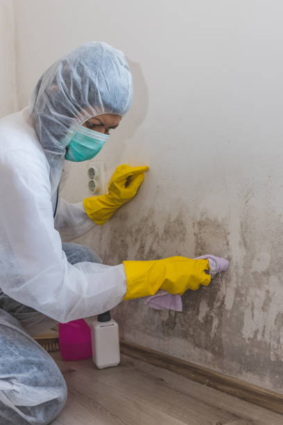 Best Attic Mold Removal  in Oak Park, IL