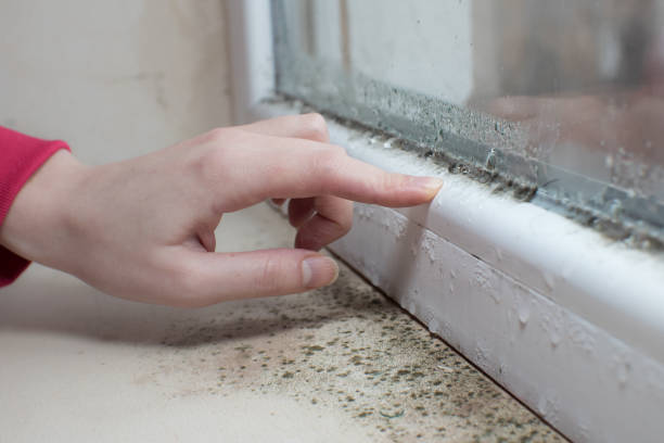 Best Black Mold Removal  in Oak Park, IL