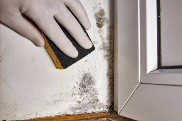 Best Dehumidification Services  in Oak Park, IL
